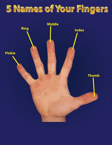 Guitar Finger Names. Apart from guitar string names, the fingers are named as well. Your left-hand fingers—from the pointer to the little finger—are called 1, 2, 3, and 4. The thumb has no name, though some call it 0 or T. The fingers on the right hand, which are often used to play the classical guitar, are labeled differently: Thumb – P ...